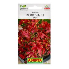 Flowers Koleus 
