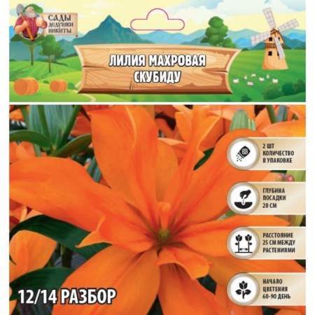 Lilia Terry "scubidou", rr 12/14, 2 pcs, spring 2024