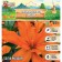 Lilia Terry "scubidou", rr 12/14, 2 pcs, spring 2024
