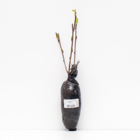 Aronia of Chernolod "Amit", 1 pc, tube, spring 2025-2