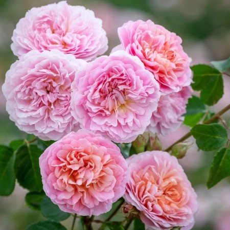 Seedling rose English park "Yustasia Wei", tube, 1 pc, spring 2025