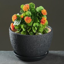 Flower pot 
