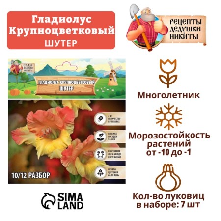 Gladiolus large-flowered "Shooter", rr 8/10, 7 pcs,