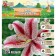 Lilia "Oriental Dizzi", rr 14/16, 2 pcs.