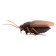 Radio -controlled beetle "cockroach", works from batteries, light