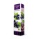 Currant Black Traditional varieties "Olive" 1 pc, tube, spring 2025