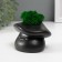 Concrete Kashpo "Mushroom" with moss 10x8x6.5 cm black (moss green stabilized)