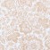 Siliconized paper "Khokhloma", Khokhloma, 0.38 x 5 m