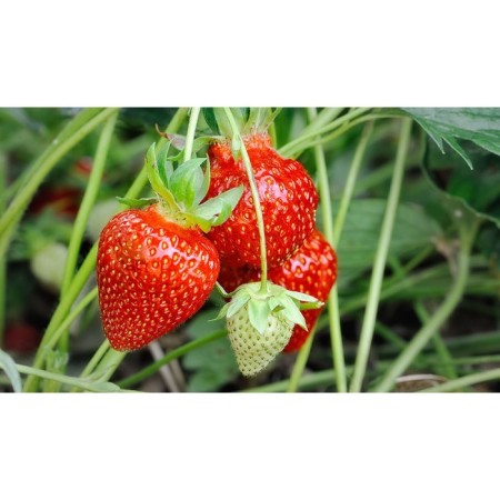 Strawberries Garden Fragolarea NF149, P9 Pot, 1 pc, summer 2024