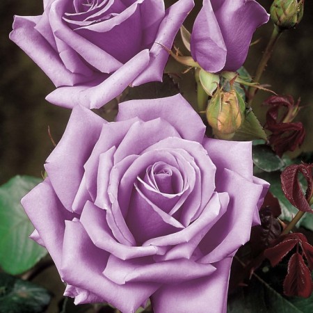 Seedling rose "Blue Moon", tube, spring 2025