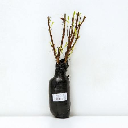 Assistant honeysuckle (series North Garden) "Azure", 1 pc, tube, spring 2025-2