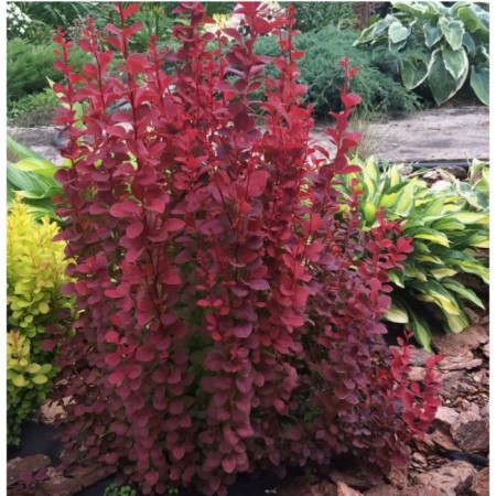 Barberry Tunberg Red Rocket, C2 pot, 1 pc, summer 2024