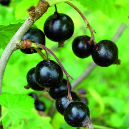 Currant Black Prospective varieties "Gift Smolyaninova", 1 pc, tube, spring 2025-3