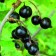 Currant Black Prospective varieties "Gift Smolyaninova", 1 pc, tube, spring 2025