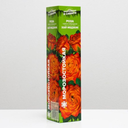 Rosa seeder Hai Medzhik, spring 2024, 1 pc.
