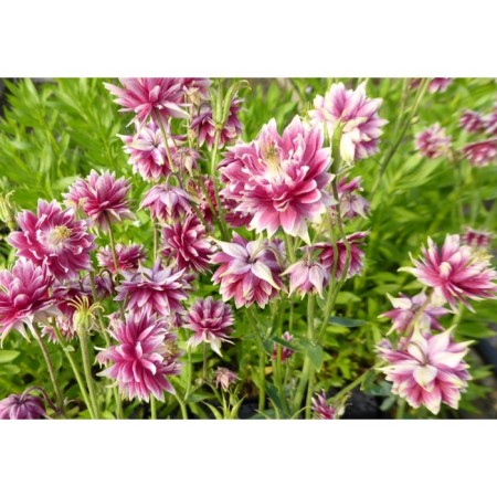 Aquilegia hybrid "Nora Barlow", P9 P9, 1 pc, spring 2024