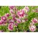 Aquilegia hybrid "Nora Barlow", P9 P9, 1 pc, spring 2024