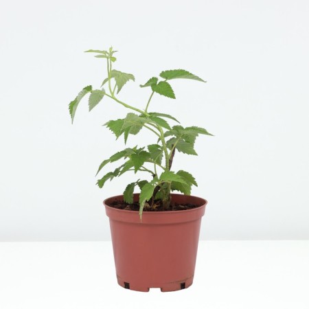 Raspberry repairmen varieties Bird, C2 pot, H20-40 Height, 1 pc, summer 2024-1
