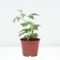 Raspberry repairmen varieties Bird, C2 pot, H20-40 Height, 1 pc, summer 2024