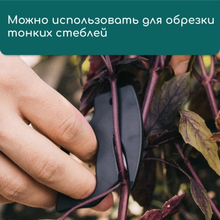 Greengo garden plant-2