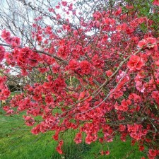 Aiva Beautiful (Henomeles) 