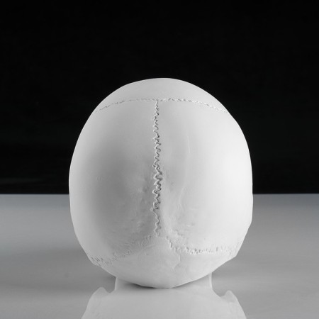 Anatomical gypsum figure: anatomical skull, 14.5 x 22 x 16.5 cm-4