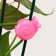 Clips for plants "Snail", set 10 pcs., Mix, Greengo