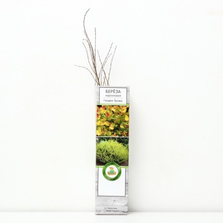 Birlian birch "Golden Traja", 1 pc, tube, spring 2025