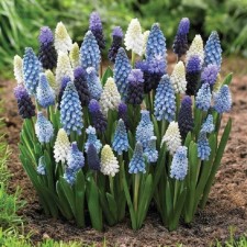 Muscari mixture of views, 6/+ rr, 10 pcs, 15-20 h (cm), autumn 2024