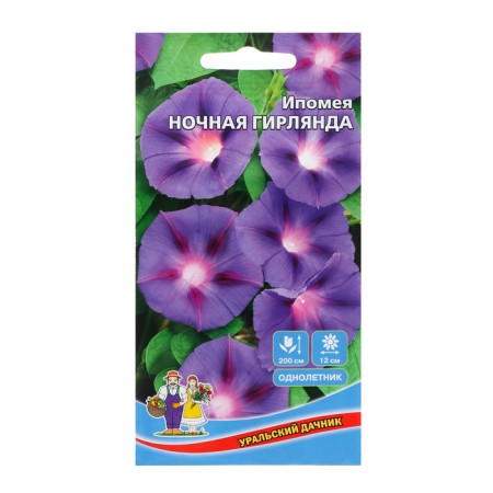 Flowers of the Ipomey "Night Girland", 12 pcs,