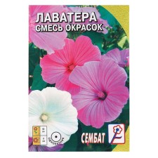 Lavather flowers 