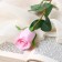 Artificial flowers "Bunny Rose" 5x50 cm, pink