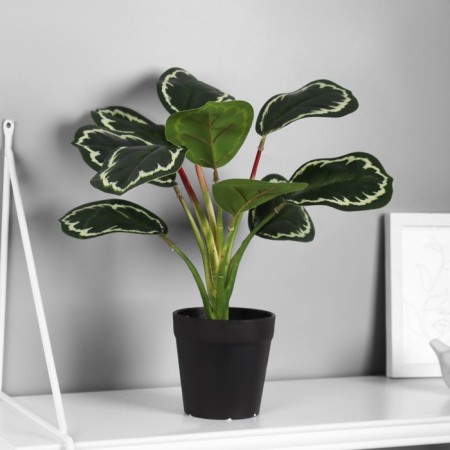 Bonsai "Calatea Elite Extra" 8.5x28 cm, green