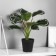 Bonsai "Calatea Elite Extra" 8.5x28 cm, green