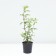 Hydrangea blizzard vanilla Frez, c1.3 pot, 1 pc, summer 2024