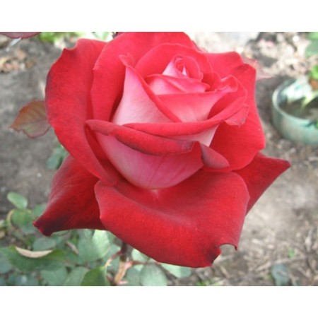 Seedling rose tea-hybrid thais, 1 pc, spring 2024
