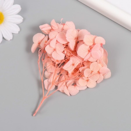 Sukhotzet "hydrangea" pink h = 6-6.5 cm-1