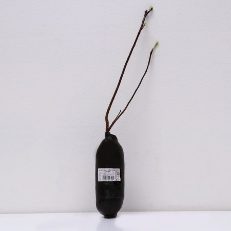 Irga Olkholitnoye (Northern Garden series) "Smokey", 1 pc, tube, spring 2024-2