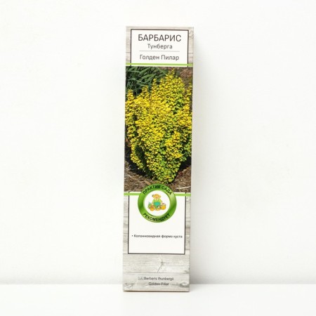 Barberis Tunberg "Golden Pilar", 1 pc, tube, spring 2025