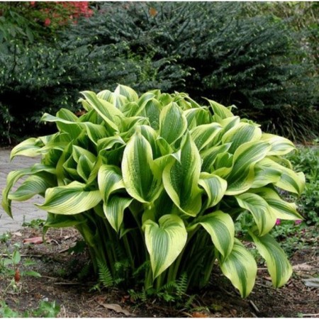 Khosta FORCHUNA "Aurea marginata", pot C3, 1 pc, spring 2024