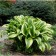 Khosta FORCHUNA "Aurea marginata", pot C3, 1 pc, spring 2024