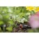 The dropper is internal, adjustable, set of 5 pcs., In the blister