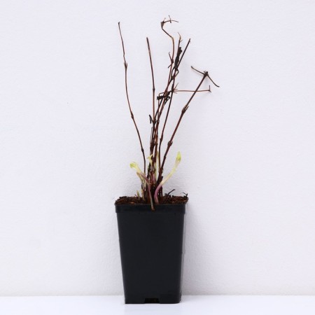 Clematis botanical suite (for cutting) "Mississippi Rive", 1 pc, tube, spring 2024-2
