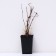 Clematis botanical suite (for cutting) "Mississippi Rive", 1 pc, tube, spring 2024