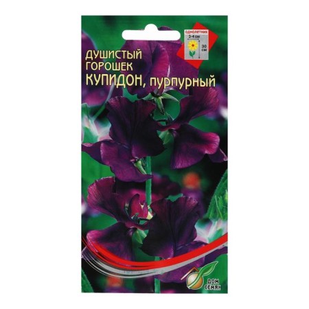 Flowers of peas fragrant "Cupid", purple, 6 pcs