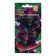 Flowers of peas fragrant "Cupid", purple, 6 pcs