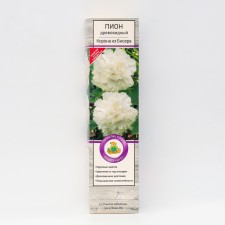 Pion tree peony (vaccinated on grassy) 