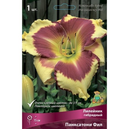 Lilenik hybrid Panxatoni Phil, I rr, 1 pc. 75 h (cm), autumn 2024