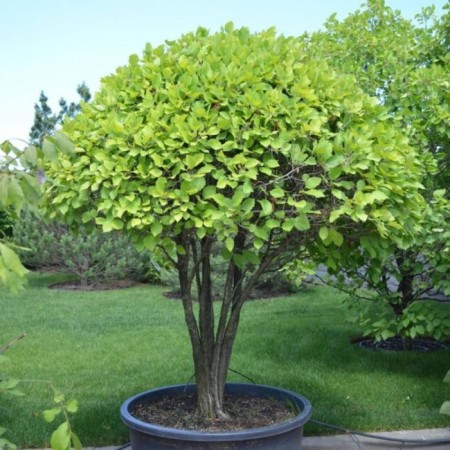 Arnold hawthorn, C5 pot, 1 pc, summer 2024