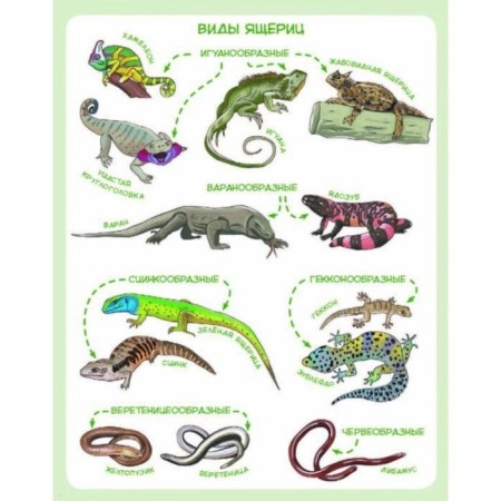 Dinosaurs and other reptiles. Elena Kachur-5